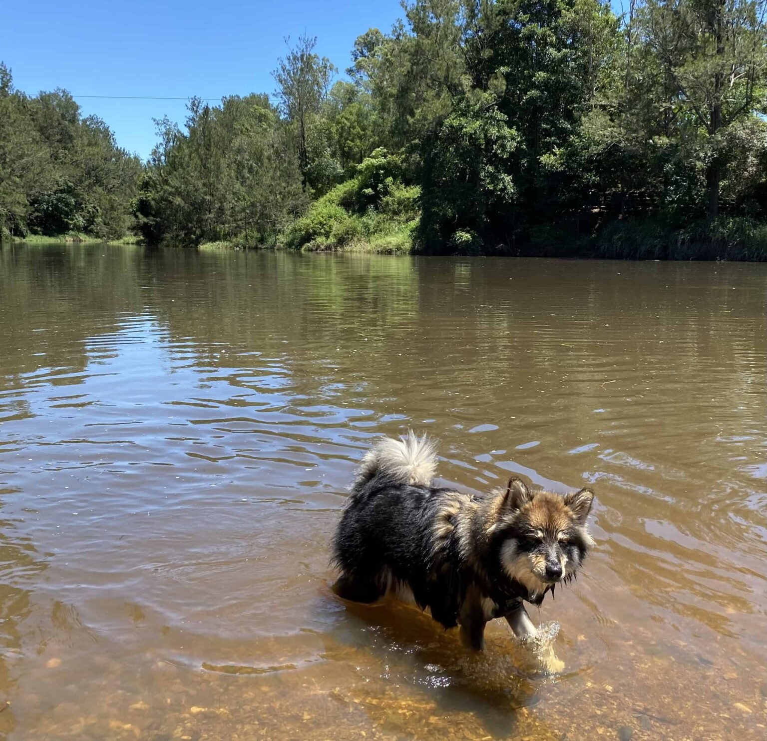 Finding The Best Off-Leash Dog Parks And Beaches In Brisbane ...