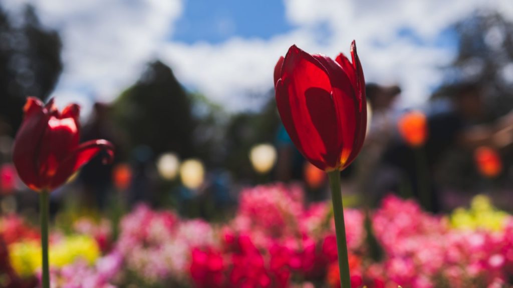toowoomba-carnival-of-flowers-and-laidley-spring