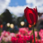 Toowoomba Carnival of Flowers and Laidley Spring Festival Kick Off Spring Day Trips from Brisbane
