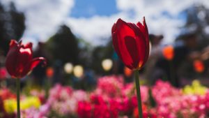 toowoomba-carnival-of-flowers-and-laidley-spring