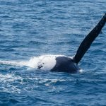 Best Spots for Whale Watching Off Moreton Bay This Season