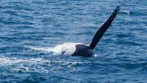 whale-watching-off-moreton-bay
